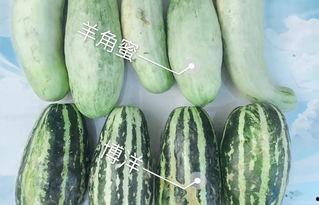 今日牛角瓜价格,今日牛角瓜价格波动解析