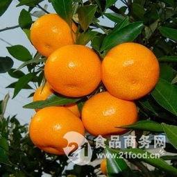 水果吊瓜今日价格表,市场行情实时更新