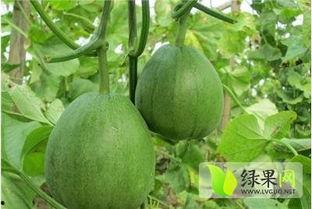 今日德州脆瓜价格,市场行情一览