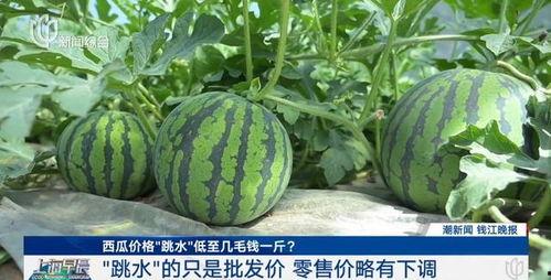 白瓜批发价格今日上海,“今日上海白瓜批发价格动态解析”