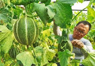 乐亭今日次瓜价格,市民享实惠