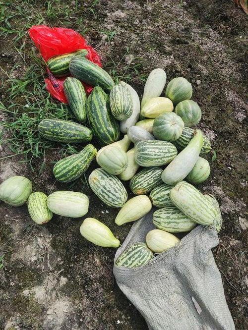 今日摘瓜什么价钱最好