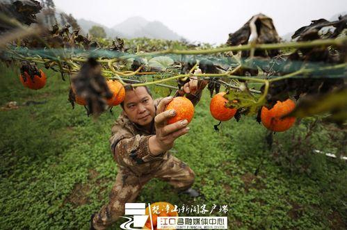 今日吊瓜最新价格行情表