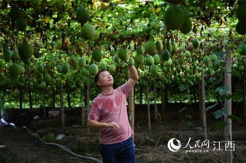 今日吊瓜最新价格行情表