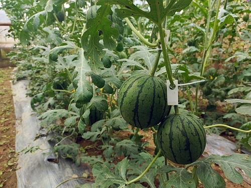 中牟吊瓜今日报价表最新