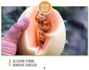 今日东方蜜瓜价格行情最新,甜蜜价格波动解析