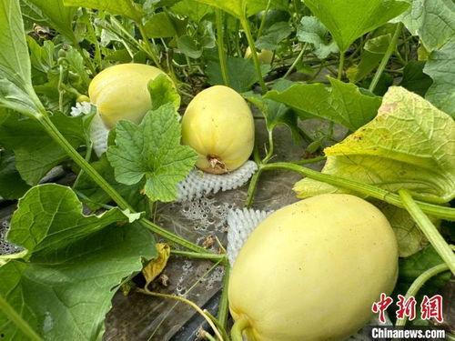今日白枭瓜,揭秘神秘瓜果背后的传奇故事
