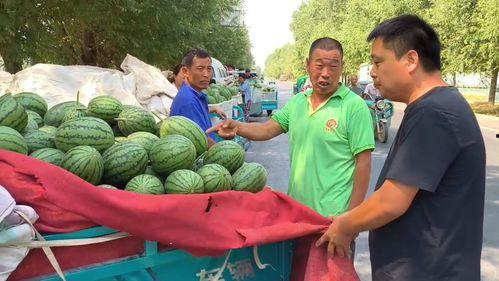 韩寺小吊瓜今日价格,价格行情一览”
