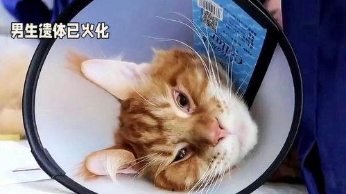 51今日吃瓜热门胖猫,热门胖猫萌态十足，网友直呼“治愈系”