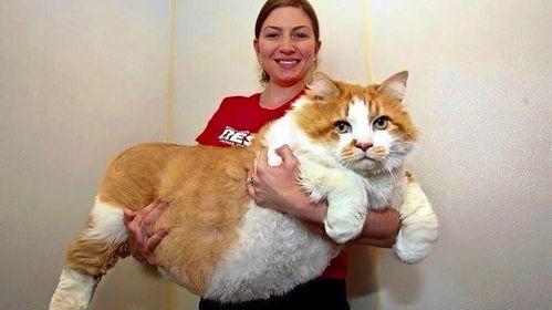 51今日吃瓜热门胖猫,热门胖猫萌态十足，网友直呼“治愈系”
