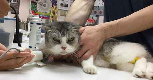 51今日吃瓜热门胖猫,热门胖猫萌态十足，网友直呼“治愈系”