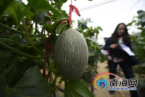 乐东佛罗哈密瓜今日价格,价格行情一览