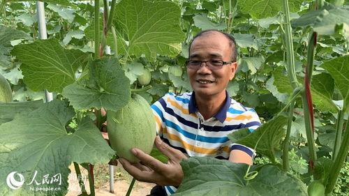 乐东佛罗哈密瓜今日价格,价格行情一览
