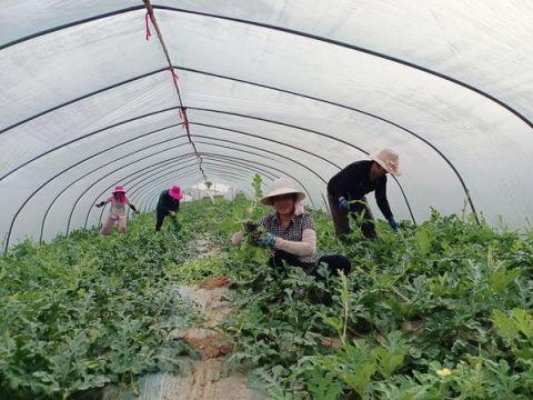 张家口赤城县大棚麒麟瓜今日价格,价格行情一览”