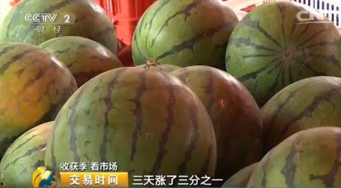今日毛瓜收货价是多少呢,今日毛瓜收货价揭晓