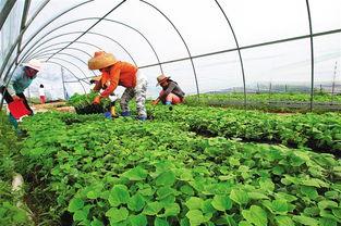 徐闻今日瓜菜价格,徐闻今日瓜菜市场行情一览