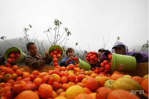 保亭今日吊瓜种植,绿色生态农业新亮点