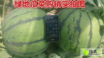 昌乐尧沟牛奶小吊瓜今日价格,昌乐尧沟牛奶小吊瓜今日抢购价揭晓！