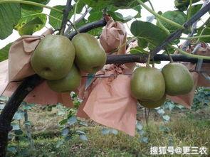 套袋水瓜今日价格多少,市场行情一览”