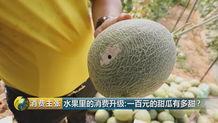 小蜜25号瓜今日报价,新鲜美味，价格实惠，抢购从速！”