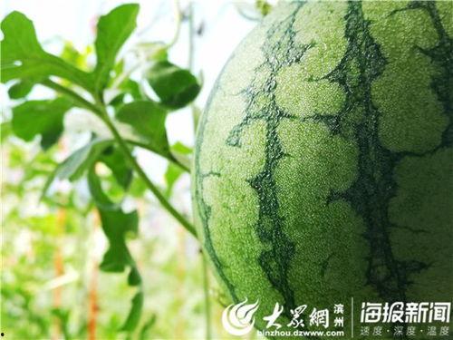 五一吃瓜今日更新视频下载,今日更新视频下载盘点