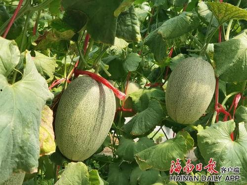 今日海南哈密瓜,热带风情中的甜蜜诱惑