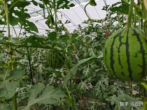 滑县小吊瓜西瓜今日价格,价格行情一览”