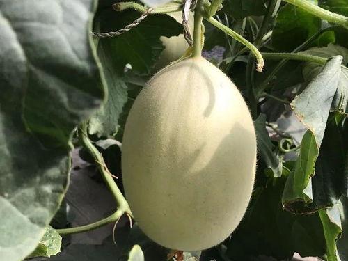 收成乡蜜瓜今日价格,收成乡今日蜜瓜价格行情一览”