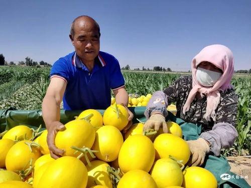 收成乡蜜瓜今日价格,收成乡今日蜜瓜价格行情一览”