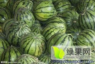 今日云南昆明贝贝瓜产地直销,直供源头，品味地道甜蜜