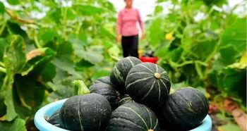 今日云南昆明贝贝瓜产地直销,直供源头，品味地道甜蜜
