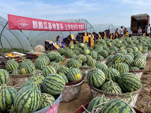 临夏麒麟瓜今日新闻,丰收季里的甜蜜新篇章