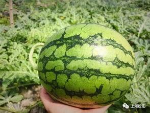 今日沙白瓜价格,市场行情一览