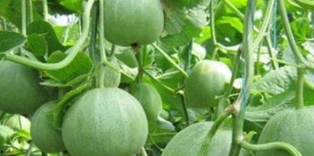 今日各地黶瓜价格,市场行情动态速览