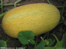 哈密瓜批发价格今日行情,今日哈密瓜批发价格行情分析