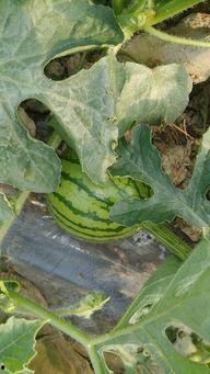 勐海麒麟瓜今日价格,价格行情一览