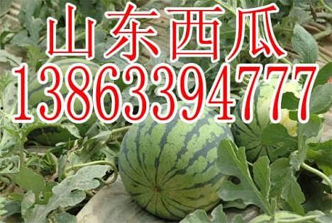 无籽瓜今日行情,今日动态一览