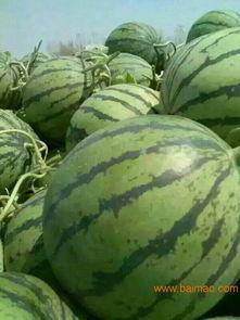 无籽瓜今日行情,今日动态一览