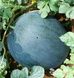 无籽瓜今日行情,今日动态一览