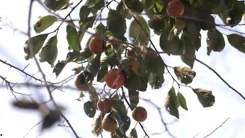 2k吊瓜今日价格,市场行情一览