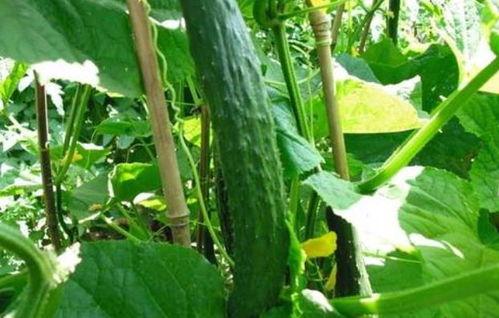 王旗营今日小瓜价格多少,新鲜上市，实惠价享丰收季”