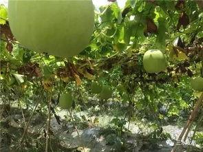 吃瓜网今日吃瓜必看大瓜,揭秘吃瓜网最新大瓜！