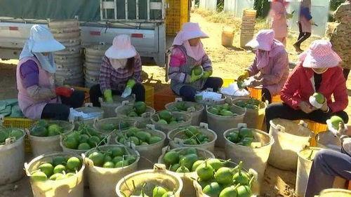 小瓜今日报价官网,实时行情一览，洞察市场动态”