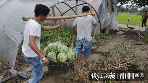 小瓜今日报价官网,实时行情一览，洞察市场动态”