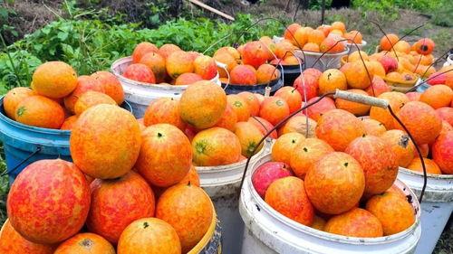 万邦吊瓜今日行情价格,今日价格走势解析