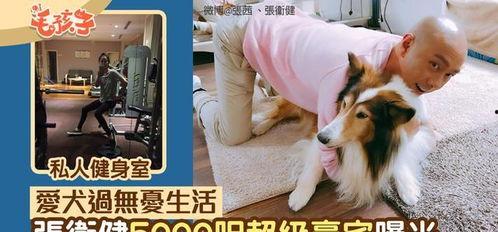 明星网红养狗是谁呀,揭秘养狗背后的温馨故事