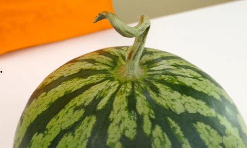 东明今日西 瓜批发价挌,市场行情一览