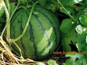 开封吊瓜价格今日行情,价格波动解析