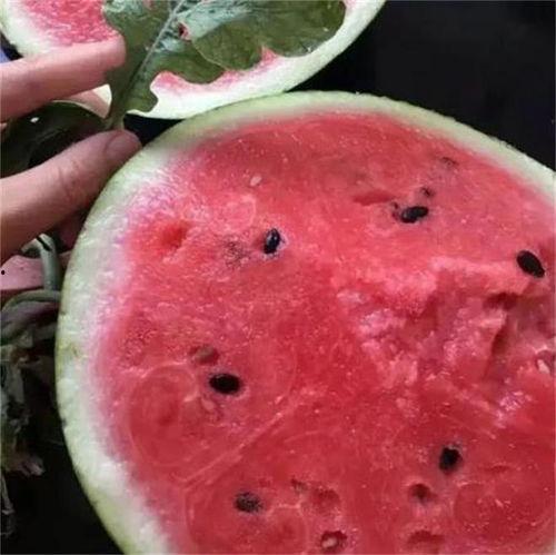 东莞莞香满堂红麒麟瓜今日行情,价格波动，市场供需分析”