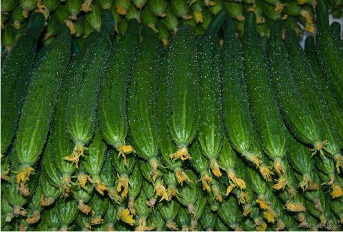 东莞莞香满堂红麒麟瓜今日行情,价格波动，市场供需分析”